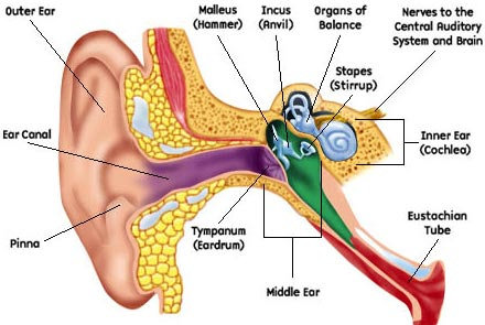 Hearing Loss